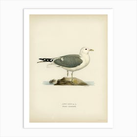 Common Gull, The Von Wright Brothers Art Print
