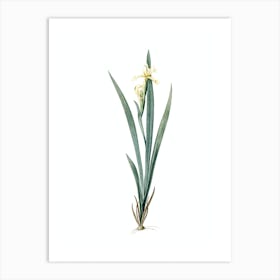 Vintage Yellow Banded Iris Botanical Illustration on Pure White n.0300 Art Print