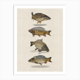 Carp Artwork - Angling Lake Wildlife Art Print Art Print