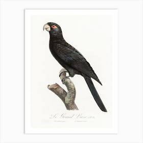 The Greater Vasa Parrot From Natural History Of Parrots, Francois Levaillant Art Print