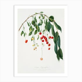 Visciola Cherries (Cerasus Visciola) From Pomona Italiana (1817 1839), Giorgio Gallesio Art Print