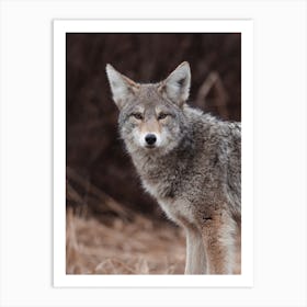 Coyote Profile Art Print