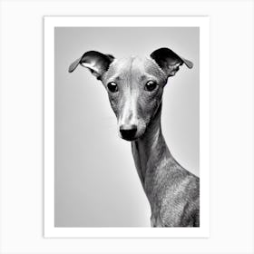 Italian Greyhound B&W Pencil Dog Art Print