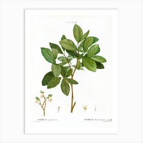 Eastern Leatherwood, Pierre Joseph Redoute Art Print