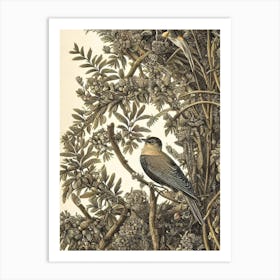 Cuckoo Haeckel Style Vintage Illustration Bird Art Print