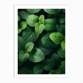 Close Up Of Mint Leaves Art Print