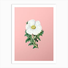 Vintage Mexican Poppy Flower Branch Botanical on Soft Pink n.0626 Art Print