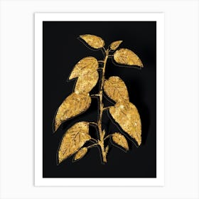 Vintage Balsam Poplar Leaves Botanical in Gold on Black n.0600 Art Print
