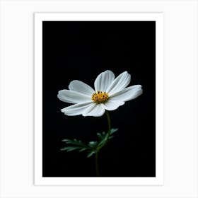 White Daisy 7 Art Print