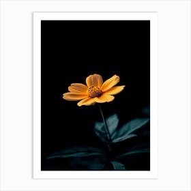 Single Yellow Flower 13 Art Print