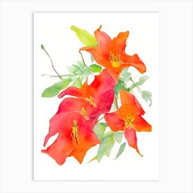 Trumpet Vine Wildflower Watercolour Art Print
