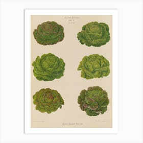 Cabbages 1 Art Print