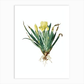 Vintage Crimean Iris Botanical Illustration on Pure White n.0025 Art Print