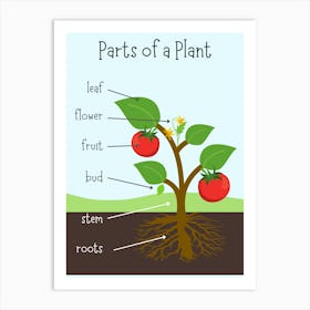 Parts Of A Plant Art Print