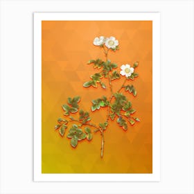 Vintage White Sweetbriar Rose Botanical Art on Tangelo Art Print