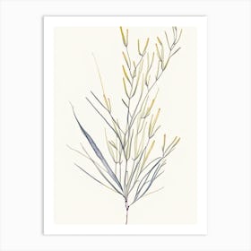 Ephedra Herb Minimalist Watercolour 2 Art Print