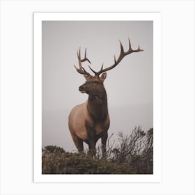 Elk Scenery Art Print