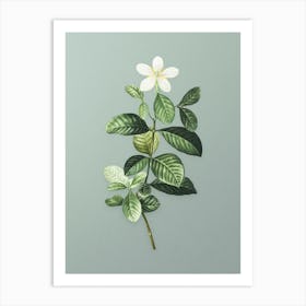 Vintage Gardenia Botanical Art on Mint Green n.0391 Art Print