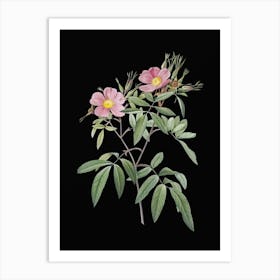 Vintage Pink Swamp Roses Botanical Illustration on Solid Black n.0650 Art Print