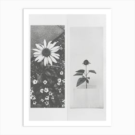 Sunflower Flower Photo Collage 4 Art Print