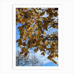 Autumn Leaves 3 Art Print