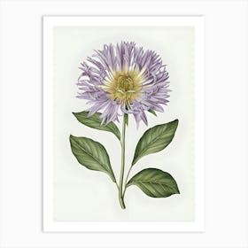 Chrysanthemum 3 Art Print