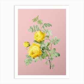 Vintage Sulphur Rose Botanical on Soft Pink n.0855 Art Print