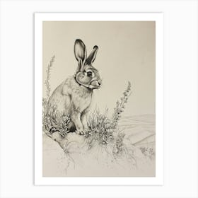 Polish Rabbit Drawing 3 Art Print