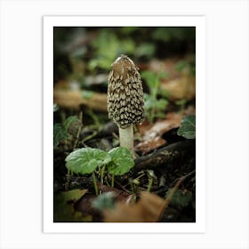 Wild Mushroom // Nature Photography 1 Art Print