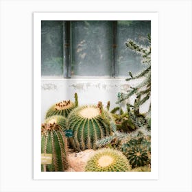 Cacti In Jardin Des Plantes Art Print