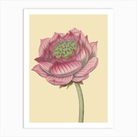 Lotus Flower 5 Art Print