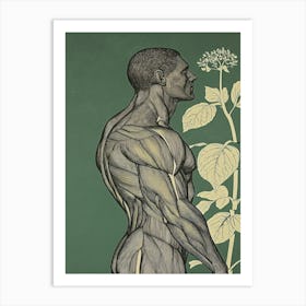 Anatomy Of A Man - Bodybuilder Art Print