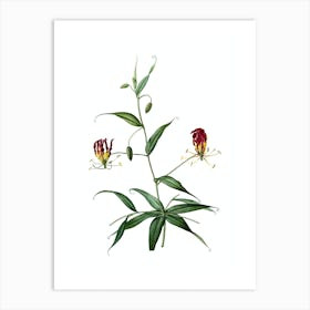 Vintage Flame Lily Botanical Illustration on Pure White Art Print