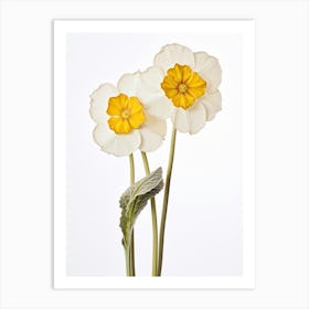 Pressed Wildflower Botanical Art Wild Primrose Art Print