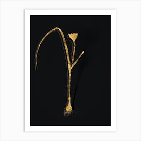 Vintage Cape Tulip Botanical in Gold on Black n.0552 Art Print