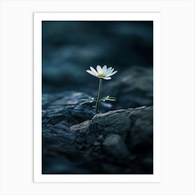 Daisy 27 Art Print