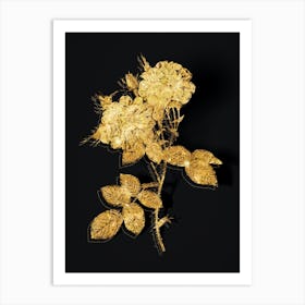 Vintage White Damask Rose Botanical in Gold on Black n.0078 Art Print