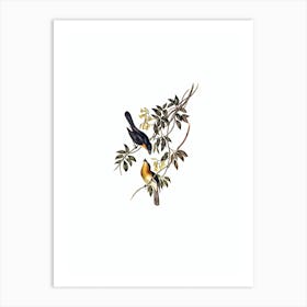 Vintage Broad Billed Flycatcher Bird Illustration on Pure White Art Print