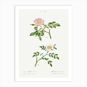 Dog Rose And Wild Rose, Pierre Joseph Redoute Art Print