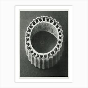 Winter Horsetai (1928), Karl Blossfeldt Art Print