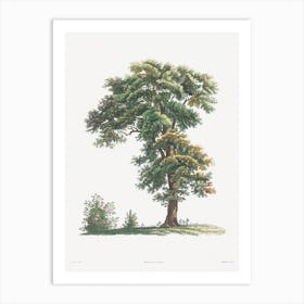 Tree From La Botanique De Jj Rousseau, Pierre Joseph Redouté Art Print