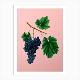 Vintage Lacrima Grapes Botanical on Soft Pink n.0475 Art Print