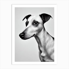 Rat Terrier B&W Pencil Dog Affiche