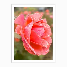 Pink Rose - Photography  Art Print