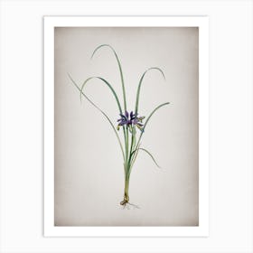 Vintage Grass Leaved Iris Botanical on Parchment n.0584 Art Print