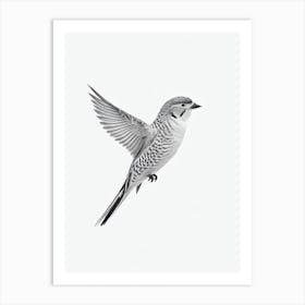 Budgerigar B&W Pencil Drawing 1 Bird Art Print