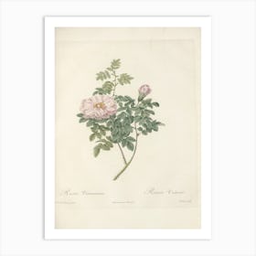 Rose Illustration, Pierre Joseph Redoute (40) Art Print