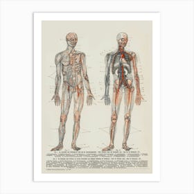 Human Circulatory System Art Print