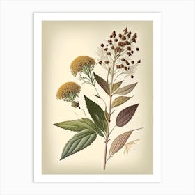 Boneset Spices And Herbs Retro Drawing 1 Art Print