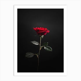 Dark Rose 57 Art Print